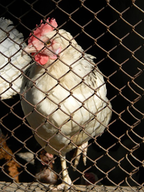 整体策略带 整体策略带