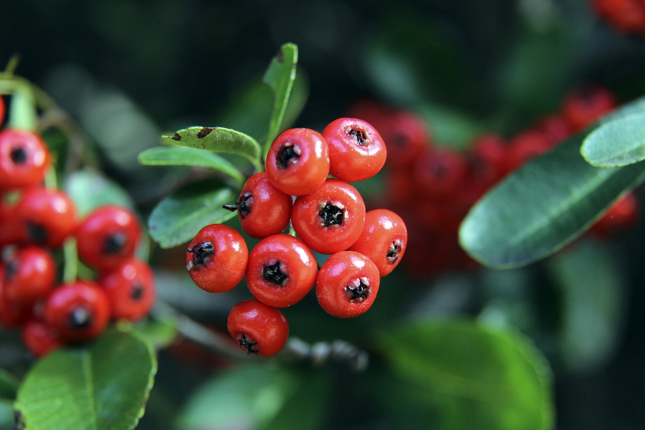 响球队的季 响球队的季